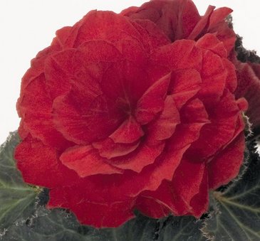 Бегония клубневая махровая (Begonia tuberhybrida)