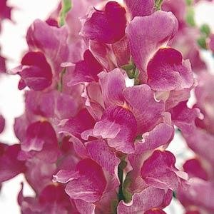 Львиный зев (Антирринум) большой (Antirrhinum majus)