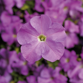 Петуния крупноцветковая (Petunia grandiflora)