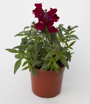 Львиный зев (Антирринум) большой (Antirrhinum majus)