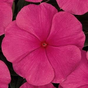 Катарантус розовый (Vinca rosea)