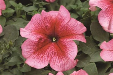 Петуния многоцветковая (Petunia multiflora)