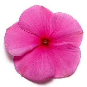 Катарантус розовый (Vinca rosea)