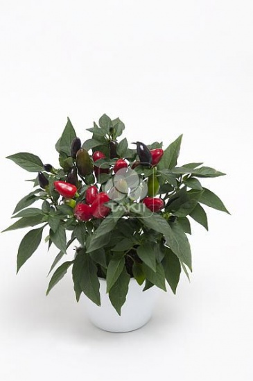 Перец летний (Capsicum annuum)