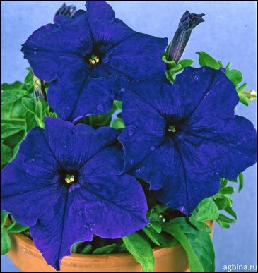 Петуния крупноцветковая (Petunia grandiflora)