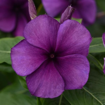 Катарантус розовый (Vinca rosea)