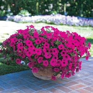 Петуния ампельная гибридная (Petunia х hybrida)