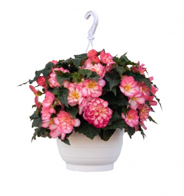 Бегония клубневая махровая ампельная (Begonia tuberhybrida)