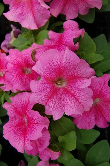 Петуния крупноцветковая (генетически компактная) (Petunia grandiflora)