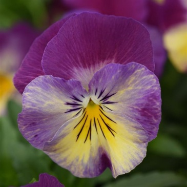 Виола виттрока ампельная (Viola wittrockiana)