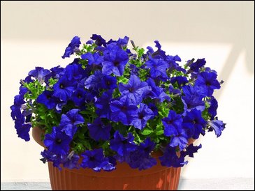 Петуния ампельная гибридная (Petunia x hybrida)