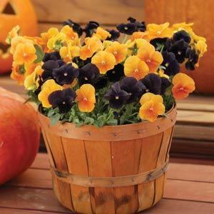 Виола виттрока (Viola wittrockiana)