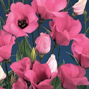 Лизиантус (Эустома) крупноцветковый (Lisianthus grandiflorum)