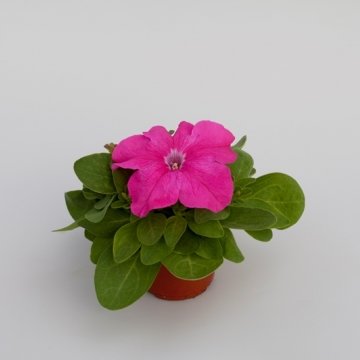 Петуния крупноцветковая (генетически компактная) (Petunia grandiflora)