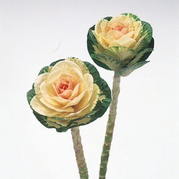 Декоративная капуста (Brassica oleracea)