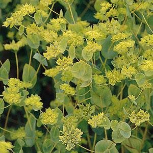 Володушка круглолистная (Bupleurum rotundifolium)