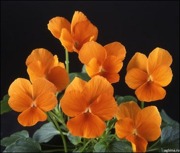 Виола гибридная (Viola wittrockiana x cornuta)