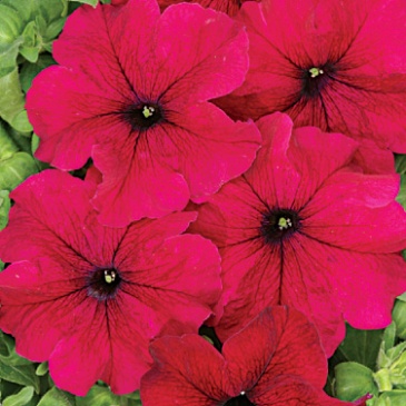 Петуния крупноцветковая (Чехия) (Petunia grandiflora)