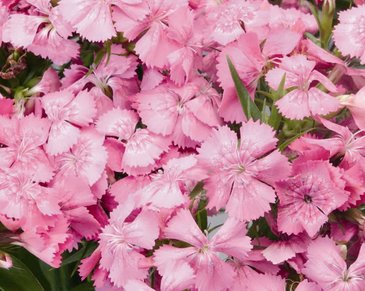 Гвоздика китайская х турецкая (Dianthus chinensis x barbatus)