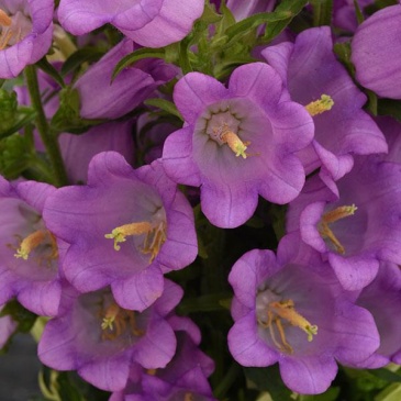 Колокольчик средний (Campanula medium)