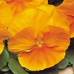 Виола виттрока (Viola wittrockiana)