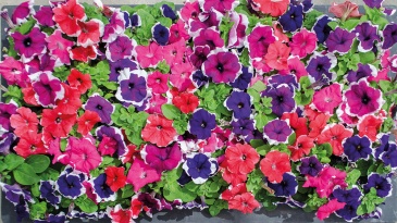 Петуния крупноцветковая (генетически компактная) (Petunia grandiflora)
