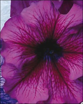 Петуния крупноцветковая (Petunia grandiflora)