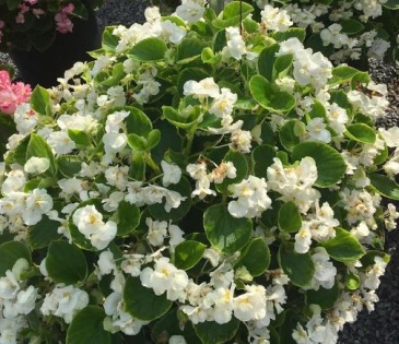 Бегония вечноцветущая махровая (зеленая листва) (Begonia semperflorens)