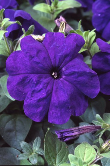 Петуния многоцветковая (Petunia multiflora)