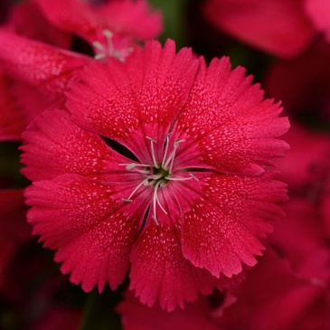 Гвоздика китайская х турецкая (Dianthus chinensis x barbatus)