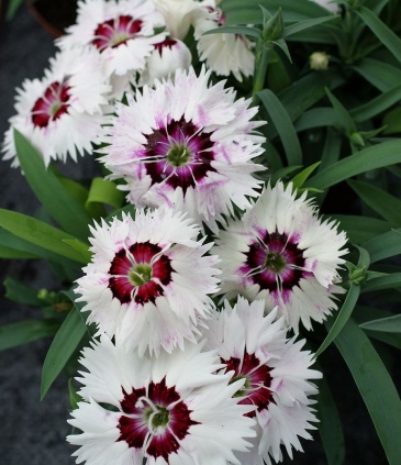 Гвоздика китайская (Dianthus chinensis)
