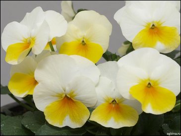 Виола гибридная (Viola wittrockiana x cornuta)