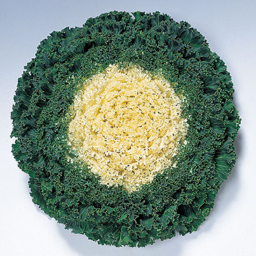 Декоративная капуста (Brassica oleracea)