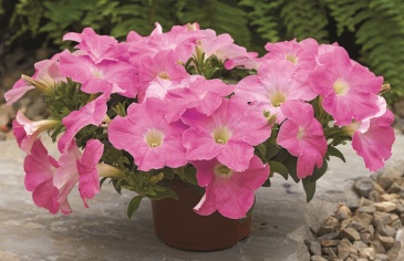 Петуния ампельная гибридная (Petunia x hybrida)