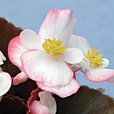 Бегония вечноцветущая (бронзовая листва) (Begonia semperflorens)