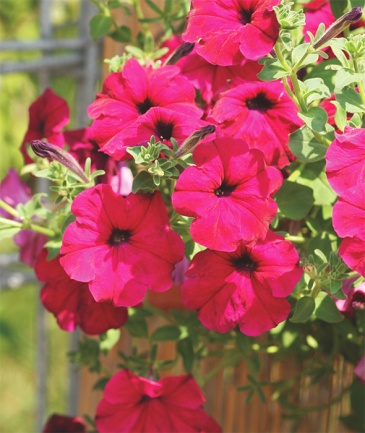 Петуния ампельная гибридная (Petunia x hybrida)