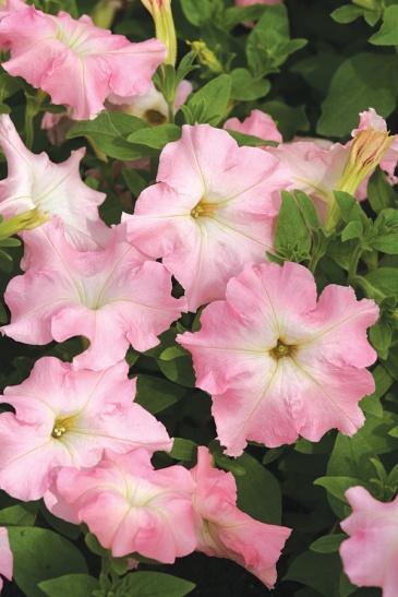 Петуния крупноцветковая (Petunia grandiflora)