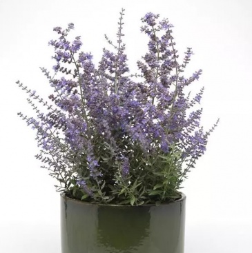 Перовския лебедолистная (Perovskia atriplicifolia)