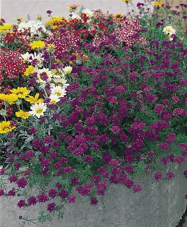 Вербена красивая (Verbena speciosa)