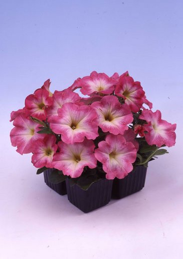 Петуния многоцветковая (Petunia multiflora)