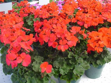 Герань (пеларгония садовая) генетически компактная (Pelargonium x hortorum)