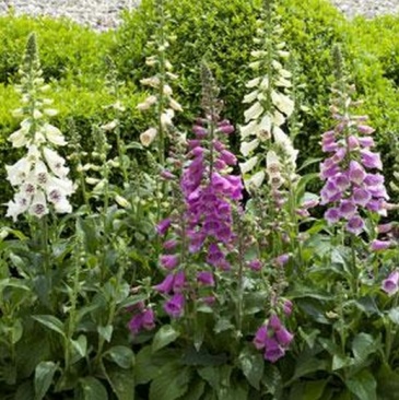 Наперстянка пурпурная (Digitalis purpurea)