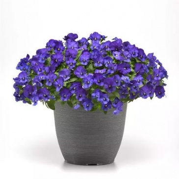 Виола виттрока ампельная (Viola wittrockiana)