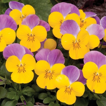 Виола рогатая (Viola cornuta)