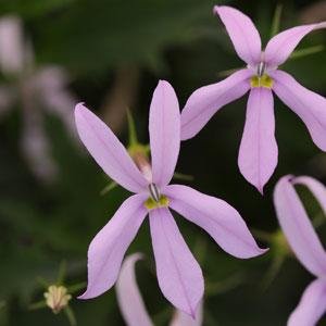 Изотома (Лаурентия) гибридная (Isotoma hybrida)