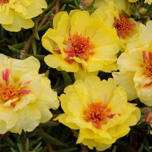 Портулак крупноцветковый (Portulaca grandiflora)