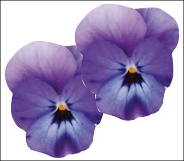 Виола гибридная (Viola wittrockiana x cornuta)