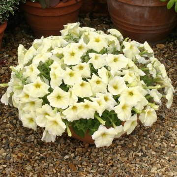 Петуния ампельная гибридная (Petunia х hybrida)