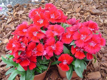 Гвоздика гибридная (Dianthus interspecific)