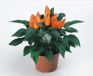 Перец летний (Capsicum annuum)